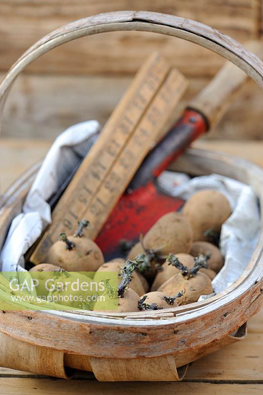 Planting Potatoes, Wooden trug with seed potatoes, hand trowel and wooden ruler, UK,  March
