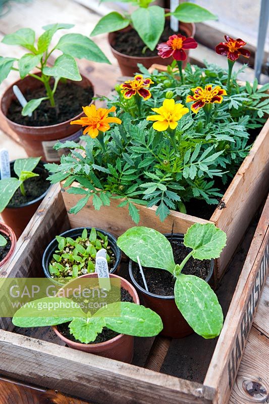 Marigolds and various young vegetable plants on potting bench in greenhouse