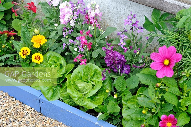 Garden border with mixed with flowers and 'Little Gem' lettuce plants