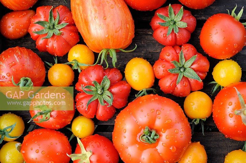 Selection of home grown greenhouse tomatoes, UK, August,