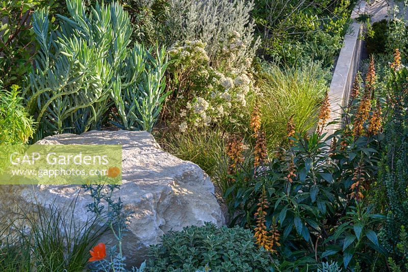 Drought-tolerant planting with Glaucium flavum - Orange Horned Poppy, Isoplexis canariensis and Ozothamnus diosmifoliusin. The Telegraph Garden. RHS Chelsea Flower Show 2016. Designer: Andy Sturgeon FSGD, Sponsor: The Telegraph. Awarded Gold Best in Show