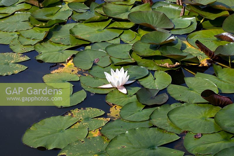 Nymphaea 'Nuphar Advena' - Water Lily 