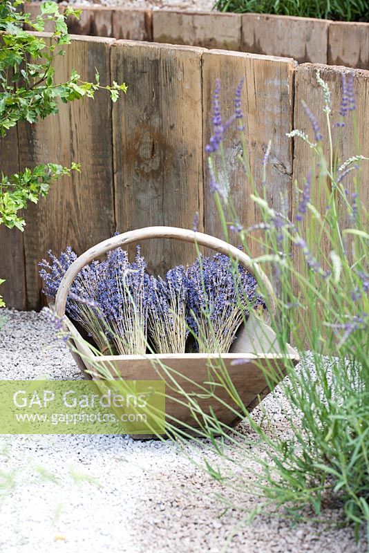 Bunches of Lavender in a wooden trug - The Lavender Garden, RHS Hampton Court Palace Flower Show 2016