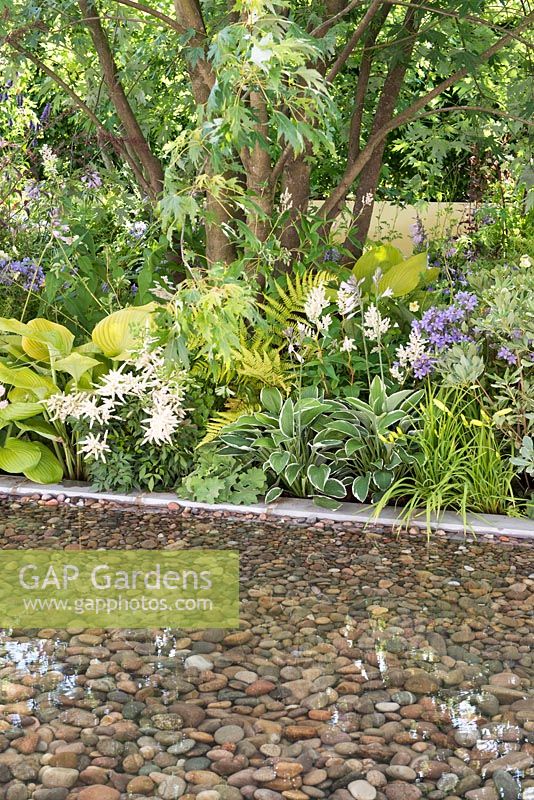 Shaded planting of Hosta 'Francee', Astilbe, Hosta 'Sum and Substance' and Campanula lactiflora 'Pritchard's Variety', next to a pebble rill - Dog's Trust: A Dog's Life, RHS Hampton Court Palace Flower Show 2016