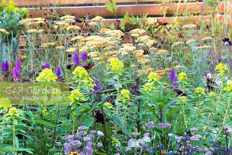 Euphorbia schillingii with Achillea 'Terracotta' behind - Katie's Lymphoedema Fund: Katie's Garden, Design: Carolyn Dunster and Noemi Mercurelli, RHS Hampton Court Palace Flower Show 2016