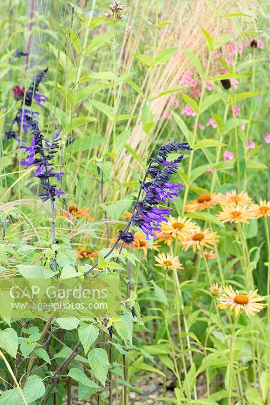 Salvia 'Amistad' with Echinacea 'Tiki Torch' behind - Striving for Survival, Design: Holly Fleming, RHS Hampton Court Palace Flower Show 2016