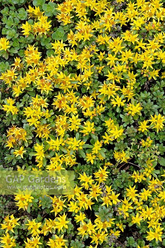 Sedum floriferum 'Weihenstephaner Gold'