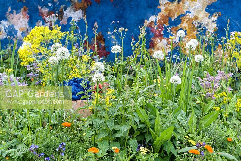 The AkzoNobel Honeysuckle Blue Garden with plants used as dye, including Isatis tinctoria, Utrica doica, Calendula officinalis, Rumex acteosa, Borago officinalis and white Allium. The RHS Chelsea Flower Show 2016 - Designer: Claudy Jongstra in collaboration with Stefan Jaspers - Sponsor: AkzoNobel - SILVER-GILT