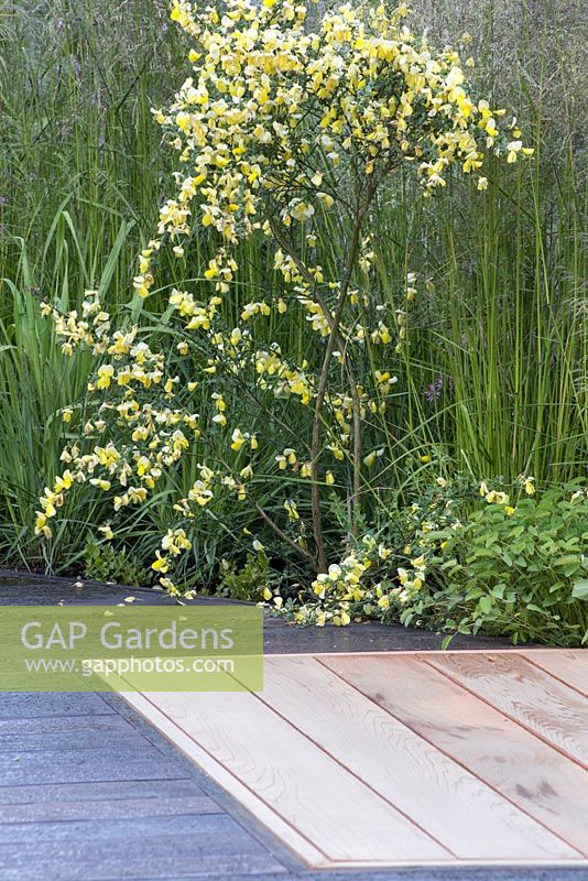 Cloudy Bay Garden. RHS Chelsea Flower Show 2016, Design: Sam Ovens, Sponsor: Cloudy Bay
