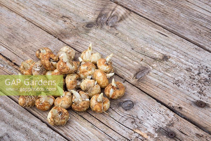 A collection of Fritillaria uva-vulpis bulbs on wooden bench