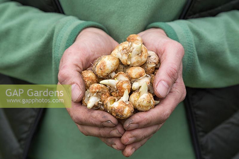 Collection of Fritillaria uva-vulpis bulbs held in female hands