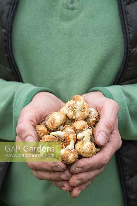 Collection of Fritillaria uva-vulpis bulbs held in female hands