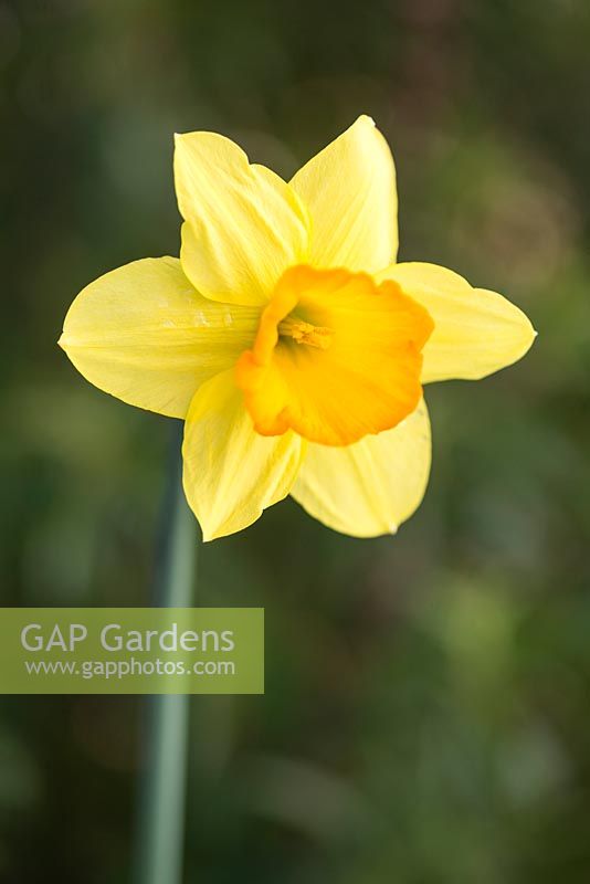 Narcissus 'Lothario'