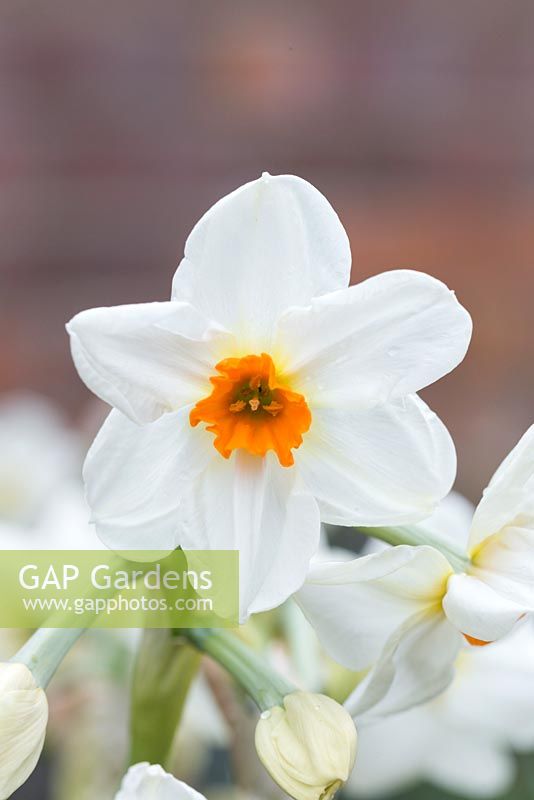 Narcissus 'Cragford'