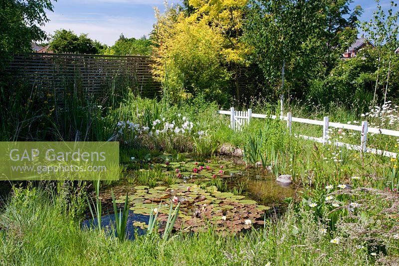 View of pond. White picket fence and gate on far side. Plants include cotton grass - Eriphorum angustifolium, water soldiers - Stratiotes aloides, water lilies, ox-eye daisies - Leucanthemum vulgare and grasses.