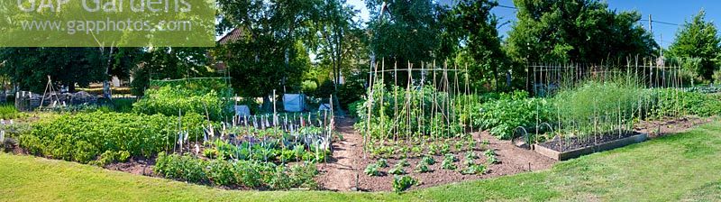 Fisheye panorama of allotment. Tomatoes and Cape gooseberry plants - Physalis peruviana syn. P. edulis in foreground, with potatoes, cabbages and broccoli on left, and asparagus flowering to right.