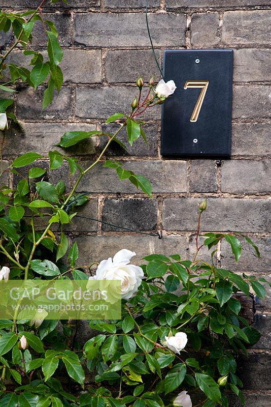 Door number on grey brick Victorian terrace  wall with white rose - Rosa 'Swan Lake'