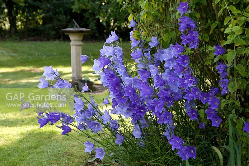 Campanula persicifolia in front of sunlit lawn with sundial