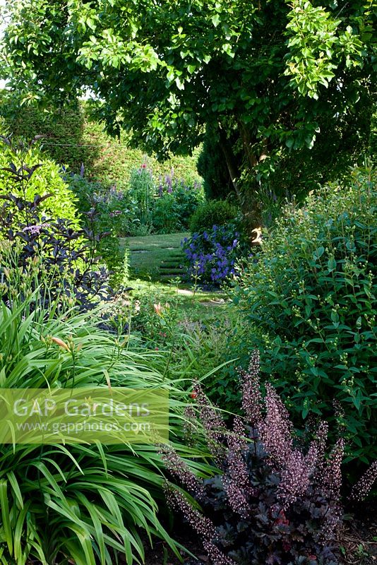 Looking through herbaceous border with day lilies - Hemerocallis, Sambucus nigra 'Guincho Purple' and Heuchera in foreground, to stepping stone pathway between borders. Geranium x magnificum further back.