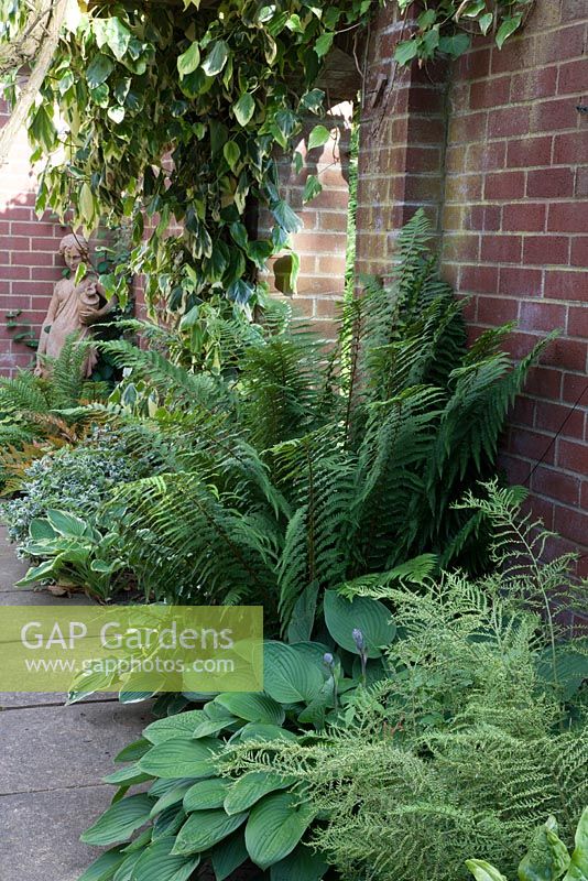 Shady border against brick wall with ferns including Dryopteris affinis Crispa group, Polystichum polyblepharum and hostas. Statue of woman in corner. Ivy - Hedera colchica 'Dentata Variegata' overhead
