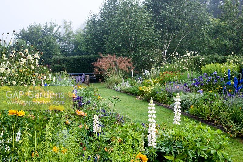 View of double herbaceous borders  in early morning mist, with central grass pathway and paved edges. Plants in foreground: Heliopsis helianthoides var. scabra 'Venus', Lupinus 'Noble Maiden', Alstroemeria ligtu hybrids. Far border includes Stipa gigantea, Stachys byzantina, Helenium 'Butterpat', Helenium 'Moerheim Beauty', Lupinus 'The Governor', delphiniums, Thalictrum flavum 'Illuminator'