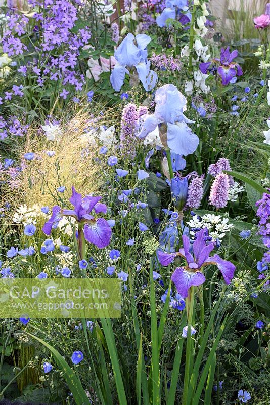 The LG Smart Garden. Iris 'Jane Phillips' and 'Perry's Blue' with Stipa tenuissima in border backlit. Designer: Hay Young Hwang  Sponsors: LG Electronics. RHS Chelsea Flower Show 2016