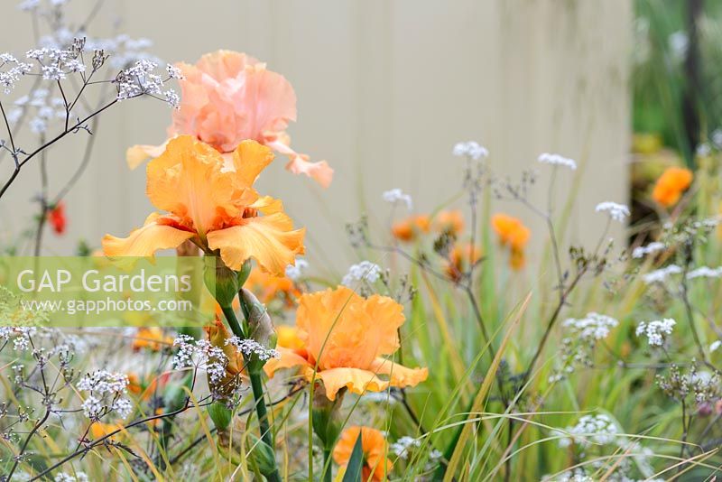 Iris 'Big Squeeze' in The Modern Slavery Garden. The RHS Chelsea Flower Show 2016. Designer: Juliet Sargeant MSGD - Sponsor: The Modern Slavery Garden Campaign - GOLD - RHS People's Choice Award: Fresh Garden winner
