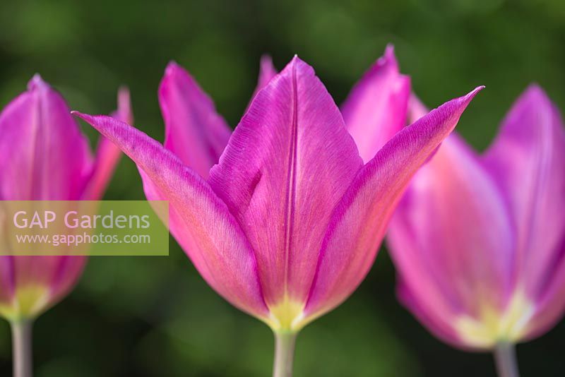 Tulipa 'Lilac Time'