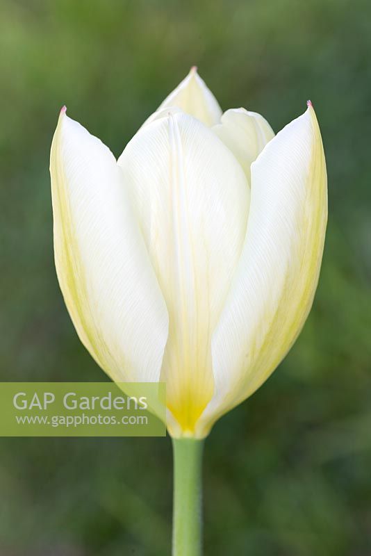 Tulip 'Purissima' syn. 'White Emperor'
