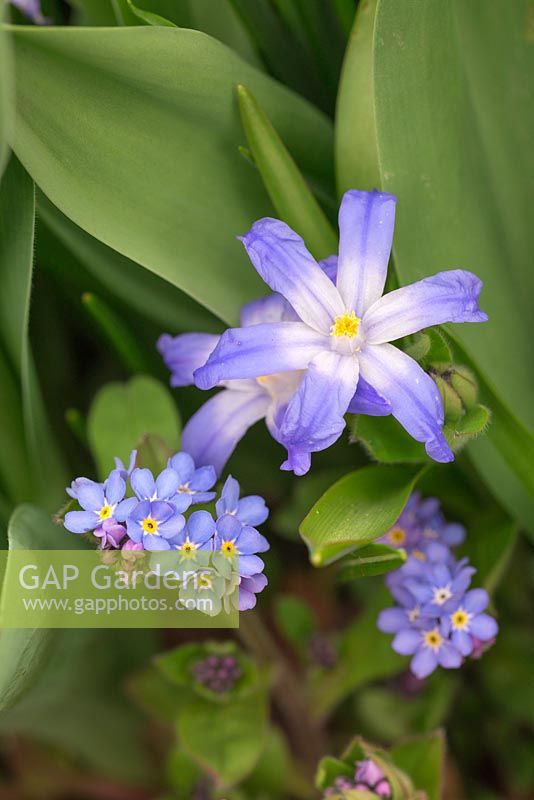 Combination detail of Chionodoxa luciliae and Myosotis in bloom