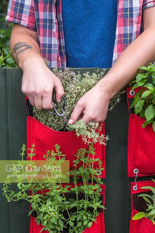 Man cutting Thyme 'Silver Posie' from a vertical planter on a balcony