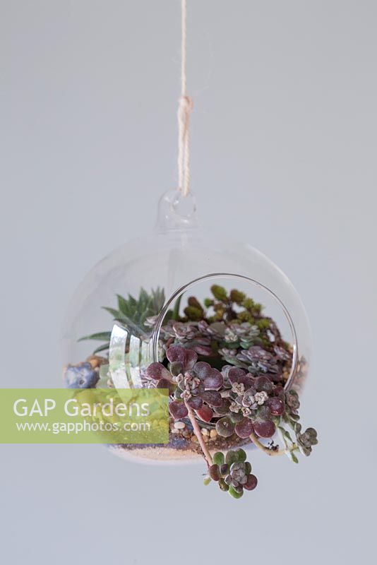 Circular Terrarium planted up with a variety of Succulents, hanging in an interior setting