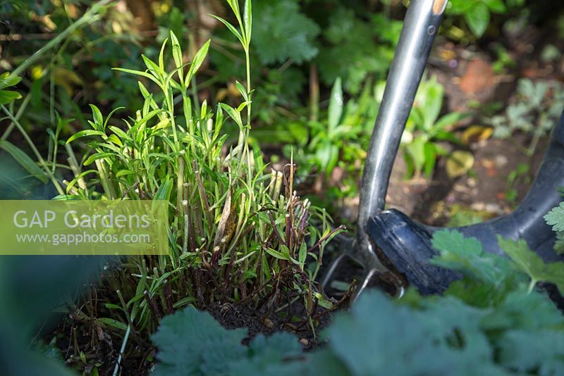 Using a garden fork to lift and remove Penstemon 'Sour Grapes' from the border