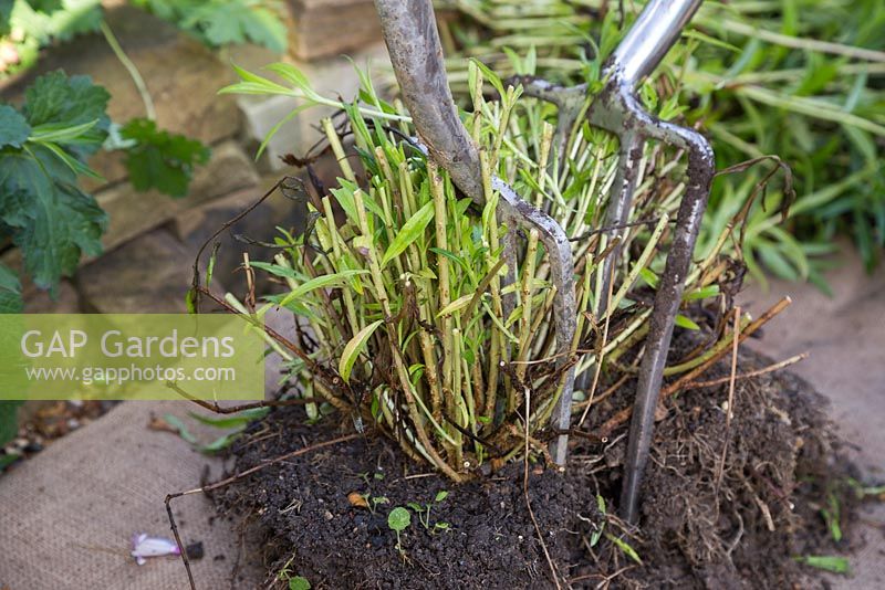 Splitting Penstemon. Use the garden forks to gently ease apart the Penstemon clump and split the plant in two