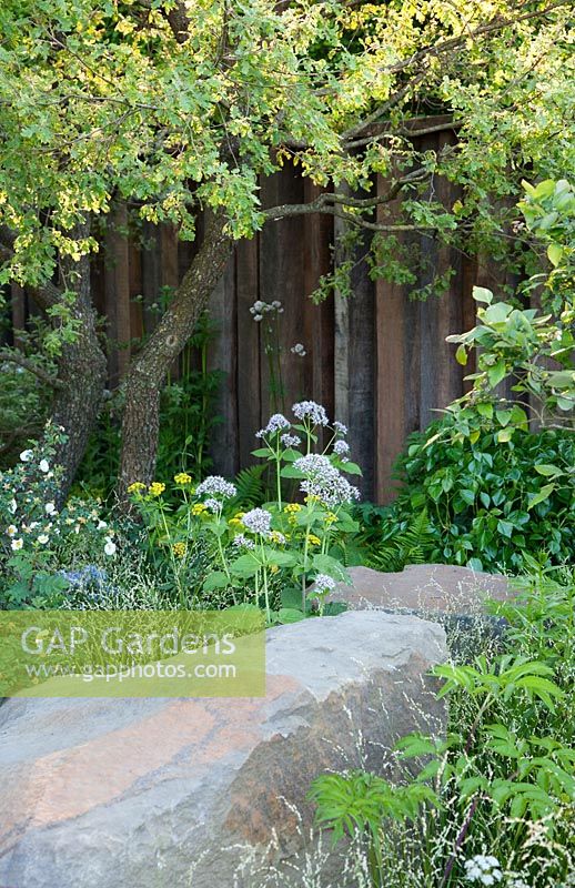 The M and G Garden Woodland-edge planting inspired by the Exmoor National Park with large boulders and planting including Melica altissima 'Alba', Valeriana pyrenaica, Zizia aurea and Quercus pubescens. RHS Chelsea Flower Show, 2016 Designer: Cleve West MSGD, Sponsor: M and G 