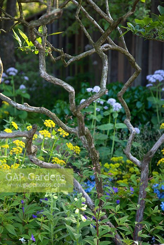 The M and G Garden - View of some twisted branches in the woodland inspired garden. RHS Chelsea Flower Show, 2016 Designer: Cleve West MSGD, Sponsor: M and G 