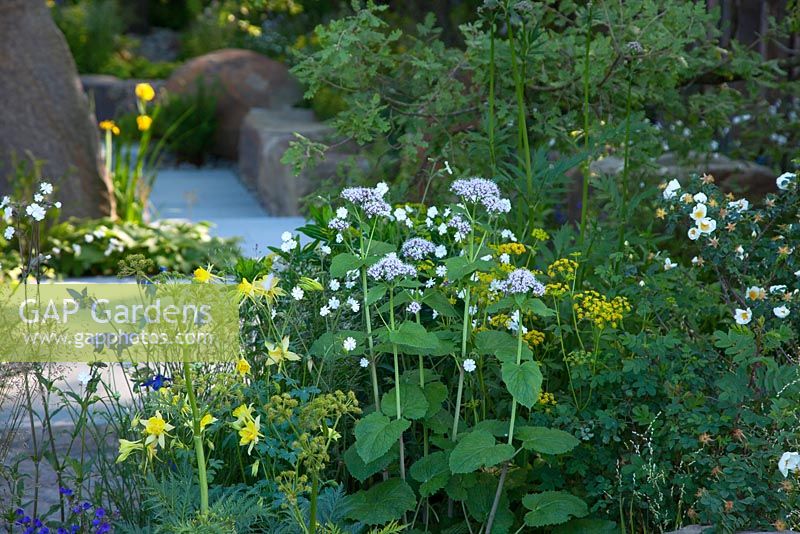 The M and G Garden. Woodland-edge planting inspired by the Exmoor National Park with large boulders and planting including Valeriana pyrenaica, Aquilegia chrysantha and Taenidia integerrima. RHS Chelsea Flower Show, 2016 Designer: Cleve West MSGD, Sponsor: M and G 