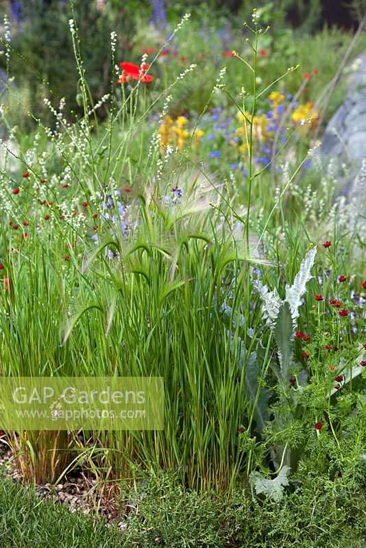 Royal Bank of Canada Garden - Planting combination including foliage of Onopordum acanthium, Hordeum vulgare, Adonis annua and Crambe abyssinica. The RHS Chelsea Flower Show 2016. Designer: Hugo Bugg, Sponsor: The Royal Bank of Canada