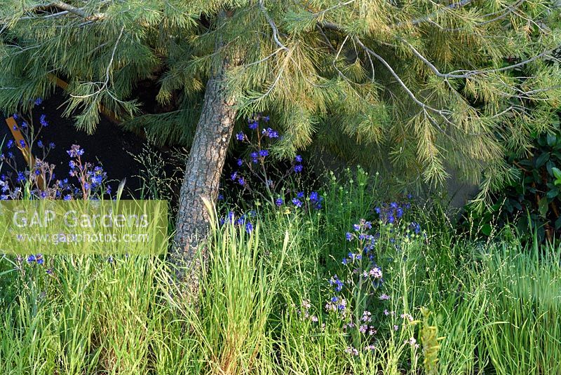 Pinus halpensis, Hordeum jubatum and Anchusa 'Loddon Royalist in The Royal Bank of Canada Garden, inspired by the Mediterranean pine habitat of Jordan. The RHS Chelsea Flower Show 2016. Designer: Hugo Bugg - Sponsor: The Royal Bank of Canada - SILVER GILT