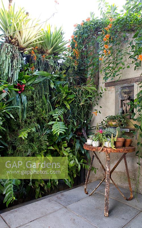 View of greenwall in inner city courtyard garden showing exotic timber statue in wall alcove, a rusty table covered in various potted bromeliads, cactus and succulents below it. Green wall consists of bromeliads, succulents and ferns