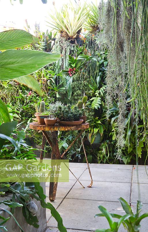 View looking to greenwall of various bromeliads, succulents and ferns in inner city courtyard garden. Shows rusted table with a collection of terracotta pots with cactii and succulents. Rhipsalis and Spanish moss seen in foreground
