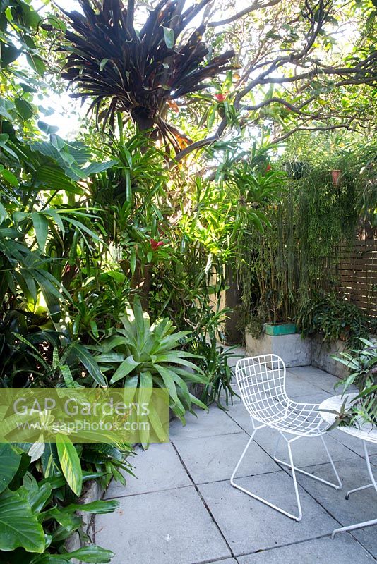 Inner city Sydney courtyard shows chair set amongst a garden featuring a large Alcantarea, with grey green strappy foliage, assorted bromeliads, rhipsalis and various sub-tropical plants