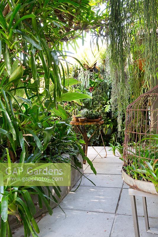 View through a framework of bromeliads and rhipsalis to a greenwall of various bromeliads, succulents and ferns - A rusted birdcage seen in the foreground.