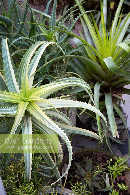 Aloe aborescens 'Variegata'. Detail showing the fleshy, spined, green and cream striped leaves in amongst a collection of potted succulents and bromeliads.