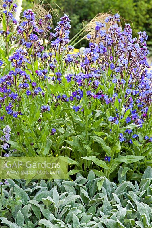 Stachys byzantina 'Silver Carpet' with Anchusa 'Loddon Royalist' The Brewin Dolphin Garden - Forever Freefolk. RHS Chelsea Flower Show 2016. Designer: Rosy Hardy, Sponsors: Brewin Dolphin