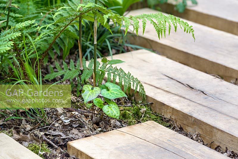 A pathway made from oak slabs and Beesia calthifolia in The Garden of Potential. The RHS Chelsea Flower Show 2016 - Designer: Propagating Dan - Sponsor: GreenWood Forest Park - SILVER-GILT