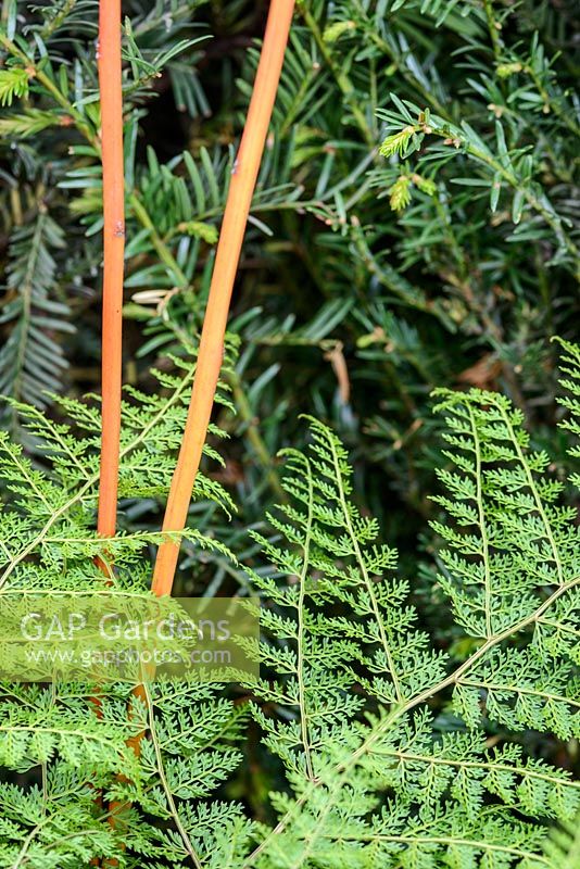 Araiostegia parvipinnata - Hare's Foot Fern from Taiwan and young Betula insignis subsp. fansipanensis stems in The Garden of Potential. The RHS Chelsea Flower Show 2016 -Designer: Propagating Dan - Sponsor: GreenWood Forest Park - SILVER-GILT