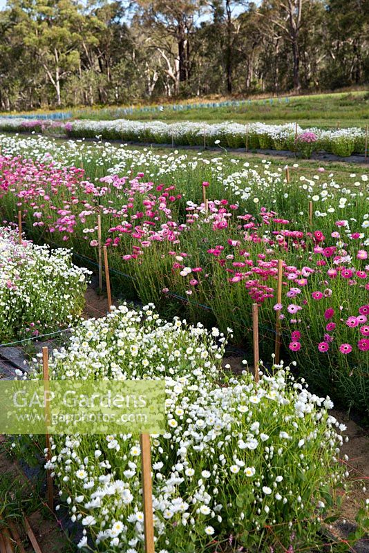 Rhodanthe manglesii Mangles everlasting daisy, and Rhodanthe chlorocephala, growing in rows at a wildflower farm. Timber stakes and plastic twine keep the plants upright.
