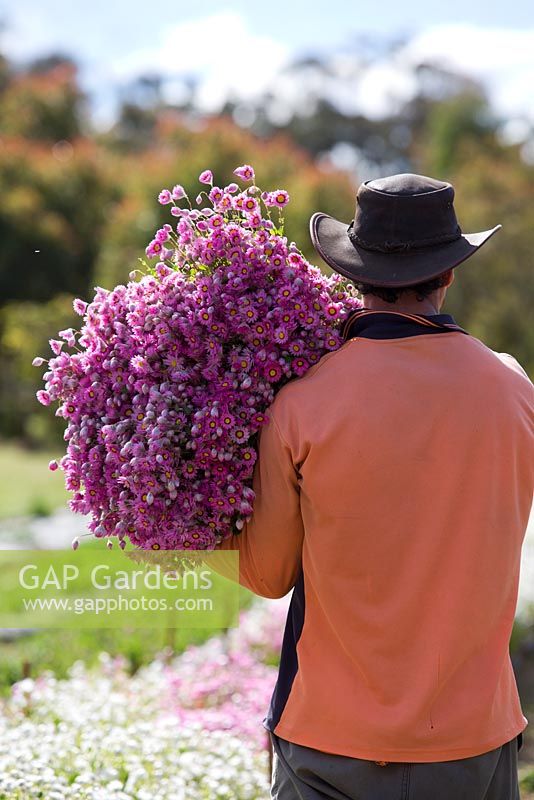 Farm worker with bunches of harvested Rhodanthe manglesii, Paper daisies, destined for the Sydney flower markets