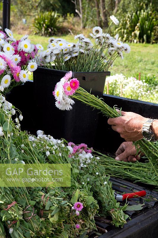 A farm worker sorting and bunching Rhodanthe chlorocephala, Paper daisies, on the back of a small farm vehicle.
